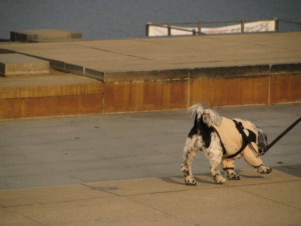 sold out [ccd相機][只此一部] Canon SX100 IS