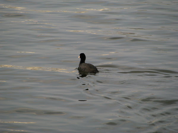 sold out [ccd相機][只此一部] Canon SX100 IS