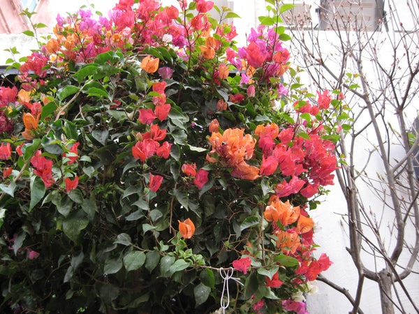 sold out [ccd相機][只此一部] Canon IXUS 980 IS