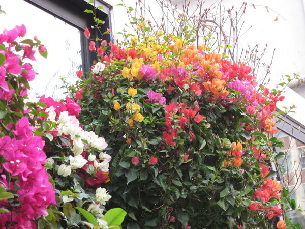 sold out [ccd相機][只此一部] Canon IXUS 980 IS