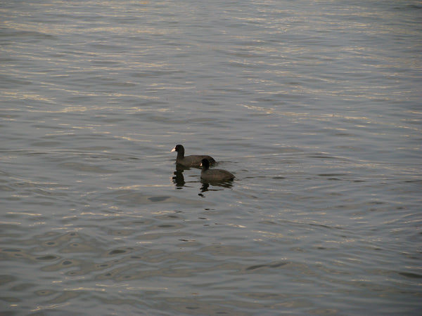 sold out [ccd相機][只此一部] Canon SX100 IS