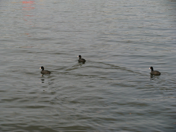 sold out [ccd相機][只此一部] Canon SX100 IS