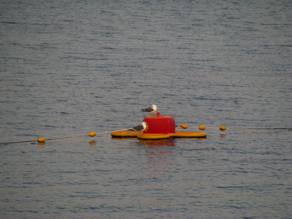 sold out [ccd相機][只此一部] Canon SX100 IS