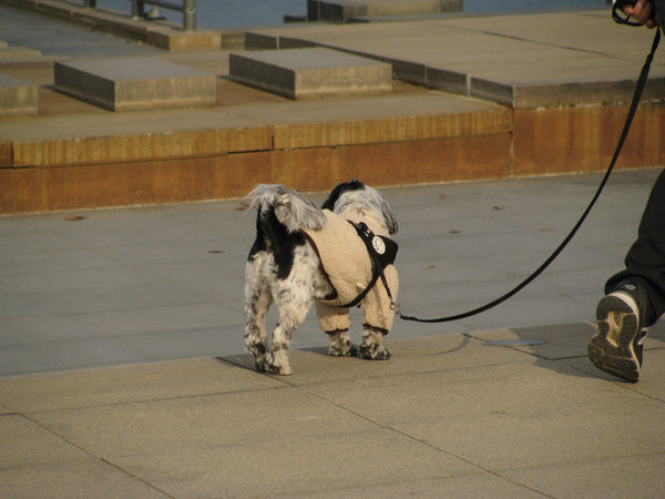 sold out [ccd相機][只此一部] Canon SX100 IS